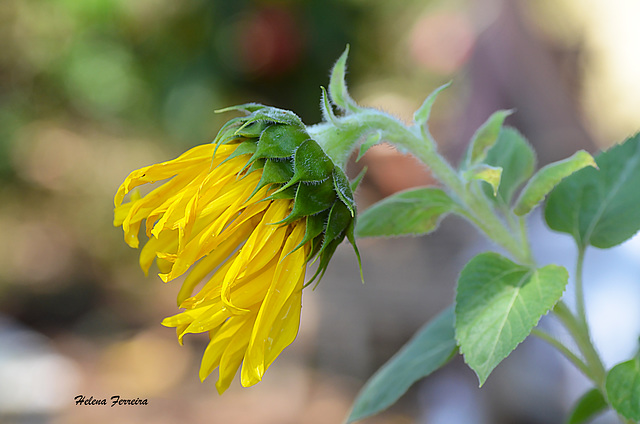 Small sunflower