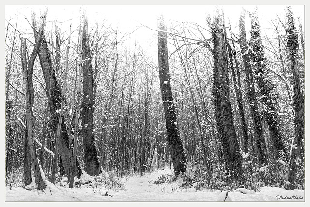 Inverno nel bosco