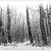Inverno nel bosco
