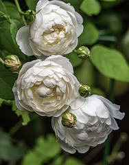 Three White Roses