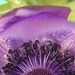 purple wonder - anemone maybe