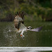 Osprey - missed fishing !