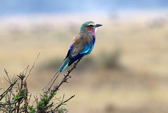 Lilac breasted roller (Explored)