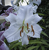 White Day Lily
