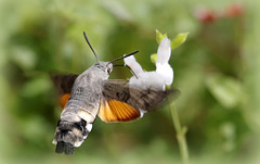 Sphinx colibri