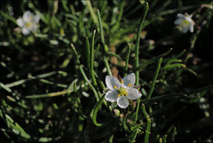 Spergula arvensis, Caryophyllales, Penedos