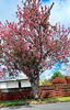 Streetside Tree In Blossom
