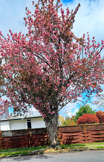 Streetside Tree In Blossom