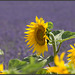 Sonnenblumen vor Lavendel