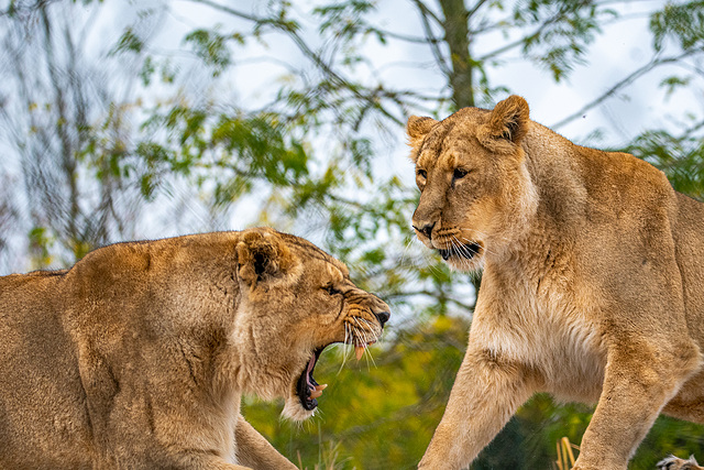 Lioness action