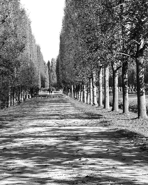 Shadow lane, Versailles