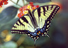 The Tigerwallowtailbutterfly on Lantana ...-