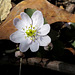 Rue Anemone Flower and Buds