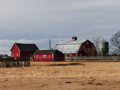 A cluster of red barns