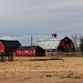 A cluster of red barns