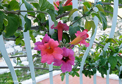 Positano - Balcony flowers Hotel Poseidon 051814