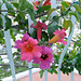 Positano - Balcony flowers Hotel Poseidon 051814