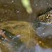 20150524 8116VRTw [F] Europäische Sumpfschildkröte (Emys orbicularis), Marais du Vigueirat, [Mas-Thibert] Camargue