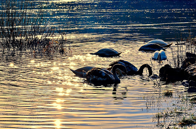Schwanensee - Swan lake