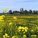 Meadow view in Yellow...
