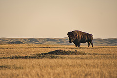 bison and prairie dog 2