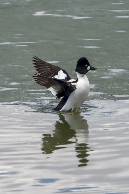 Goldeneye on a Chilly Lake