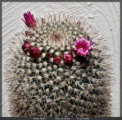 Fleur de Cactus 8 avril 2022