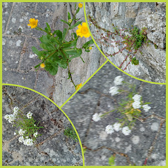 Flowers born in stone cracks