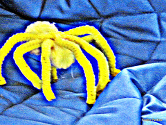 Yellow spider.