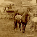 Horses, Cows, and Plows in Front of a Barn, Quarryville, Pa. (Detail on Left)