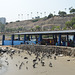 Lima, Playa Agua Dulce, A Lot of Pelicans Waiting for the Fish