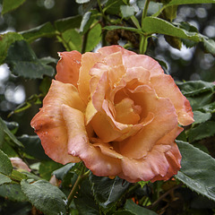 A rose from next door