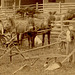 Horses, Cows, and Plows (Detail 2)