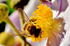 Bee on Japanese Anemone