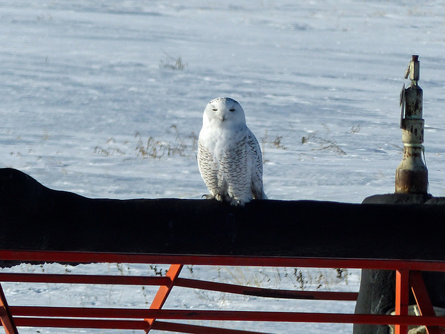 Snowy Owl number 5