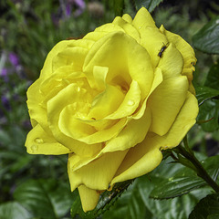 Yellow Rose with an insect