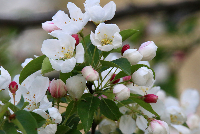 Donald Wyman crabapple blossoms