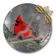 Cardinal In The Snow *~Yuletide Blessings~*