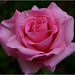 Macro sur une belle rose...