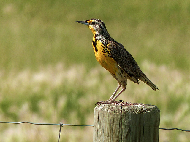 Western Meadowlark