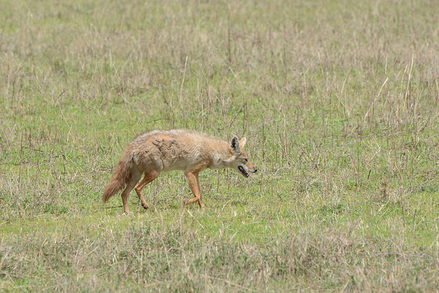 Ngorongoro, Common Jackal