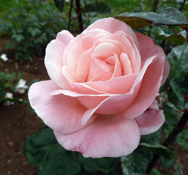 Rose in einem sehr zarten Farbton