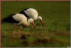 Some storks