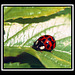 Ladybird (12)