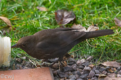 Blackbird checking out bird peanut butter