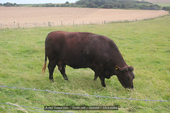 Red Sussex cow Seaford 13 8 2021