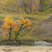 Along the Bow River in fall