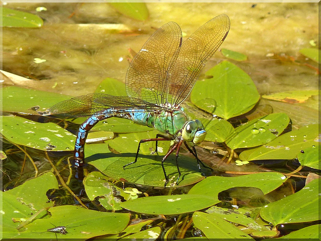 Große Königslibelle (Anax imperator) Emperor Dragonfly