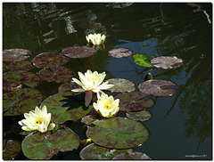 Ninfee-Water lilies