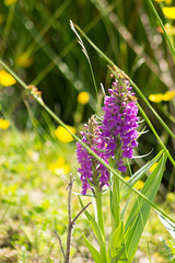 Wetland Orchid
